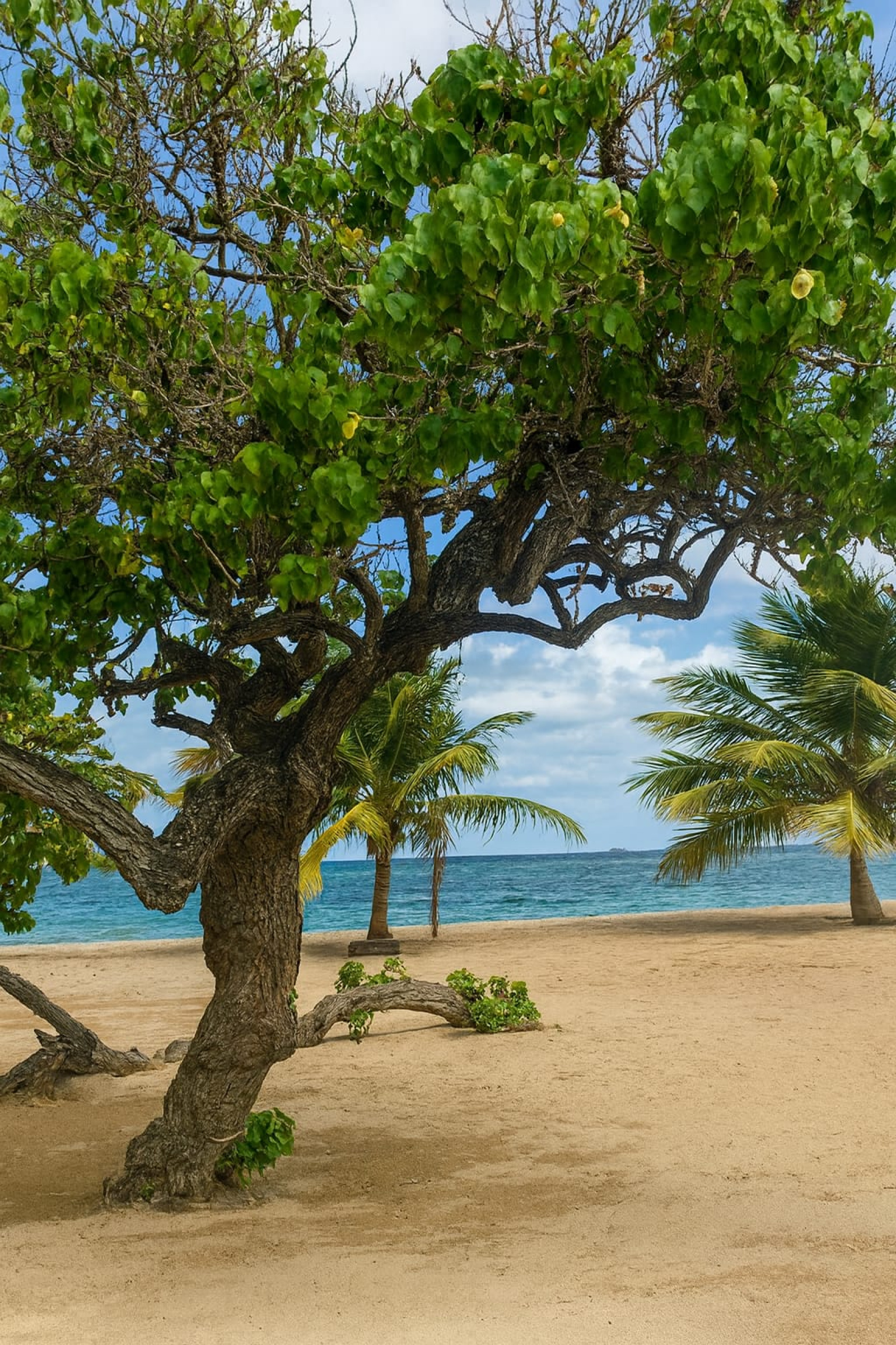 Image_, Appartement, Trinité, ref :2DM-LIS1