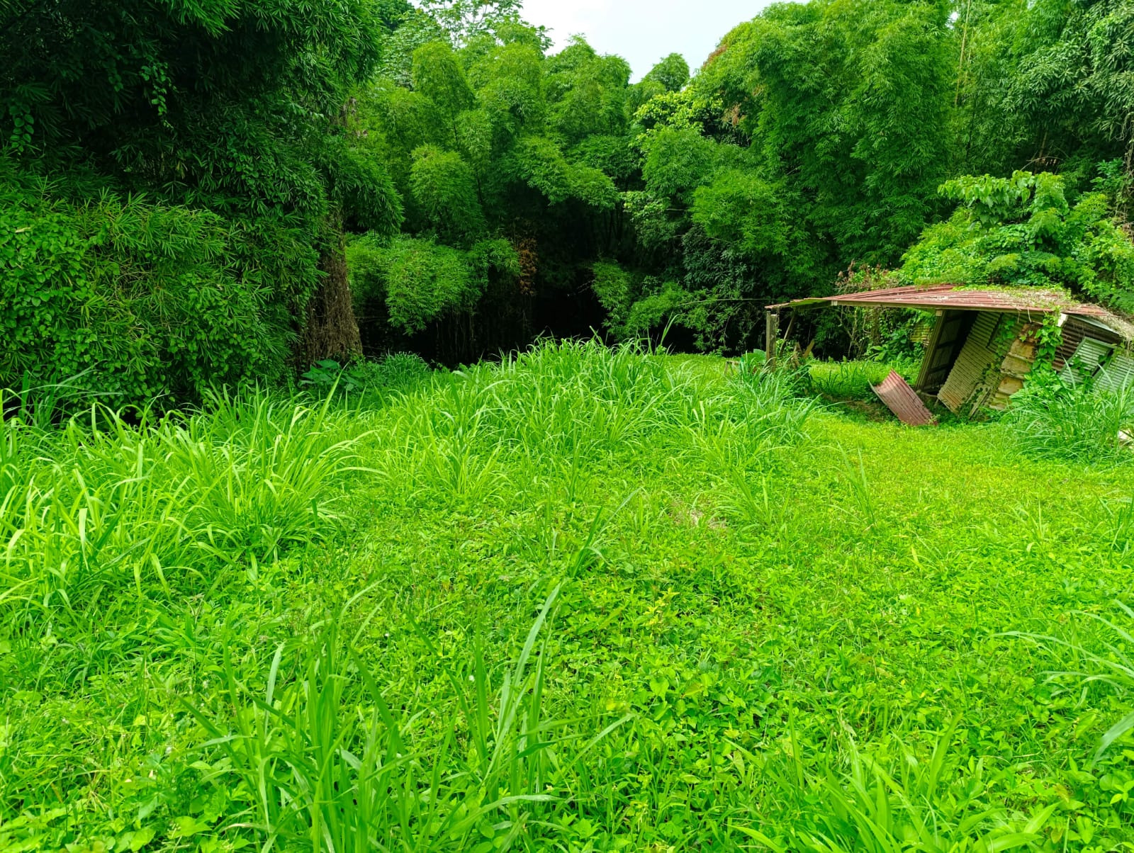 1570 m2 - GROS-MORNE- terrain constructible